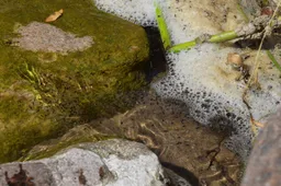 Dzūkų jūroje – galybė juodųjų sparnuotųjų skruzdžių