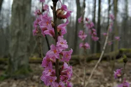 Žiedus kelia žibuoklės, pražydo ir žalčialunkis