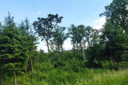 5 patarimai pradedantiems grybautojams