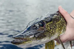 Ežeruose įveista apie kelis šimtus tūkstančių žuvų