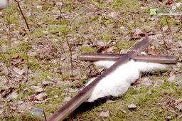 Gyventojai šokiruoti: rastas ant kryžiaus pakartas ir prikaltas katinas