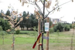 Stichinė sausra neaplenkė Lietuvos 100-mečio parko Alytuje