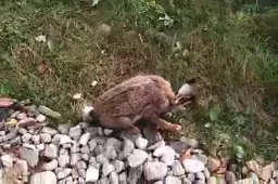 Gauta prie Alytaus rasto kiškio nugaišimo išvada