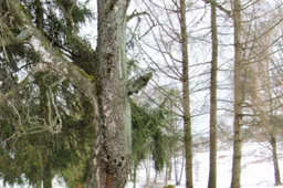 Laukuose rastą mirusį ūkininką galėjo padurti jautis