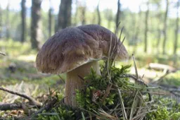 Mokslininkas: „Žiemą dygstantys grybai, žydinčios žibutės ir sula tampa realybe“