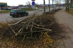 Alytuje medžių genėjimo darbus atlieka kauniečiai