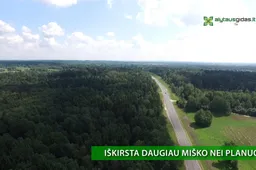 Iš didelio „debesies“ Alytaus miškų urėdijoje - maža lietaus: nušalintieji nuo pareigų vėl dirba