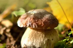 25-oji grybų šventė šiemet nevyks