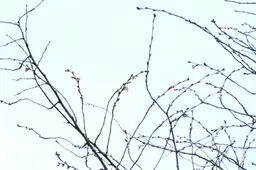 2020 m. sausis: Alytuje pražydo sakuros