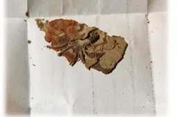 Iš Daugų į Sibirą pokaryje rašytame laiške muziejininkai rado obels žiedą