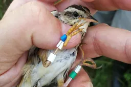 Didelis vandens trūkumas ežeruose, pelkėse ir upėse gali atsiliepti paukščių rytojui