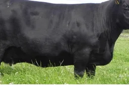 Iš aptvaro pavogta neeilinė karvė