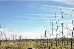Luksnėnai obuolius teigia nuskynę iki gaisro