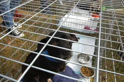 Dzūkijos gyvūnų globėjų asociacija: „Alytuje beglobių augintinių skaičius auga. Priežastis – gyventojų emigracija“