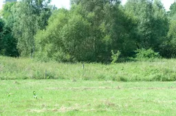 Apleistų sklypų savininkams – mėnesio terminas susitvarkyti