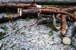 Pradėti medžių kirtimai – miesto sode liks mažiau pušų