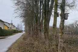 Karantino metu sustabdytas leidimų kirsti medžius išdavimas