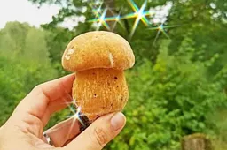 Grybų pjauti peiliu nevalia, juos reikia rauti