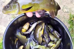 Simne veisti lynai pasiekė ir Dzūkijos ežerus