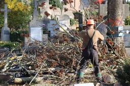 Kapinėse pjaunami medžiai