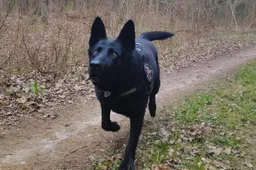 Sienos pažeidėjus Dzūkijoje susekė aviganis