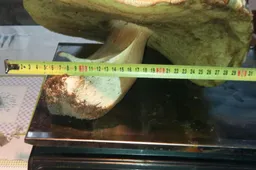 Grybų sezonas: Alytaus rajone rastas gigantiškas baravykas