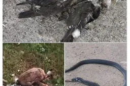 Radote kritusių gyvulių, gyvūnų? Kreipkitės į Alytaus veterinarus