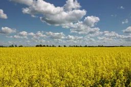 Gaisro paveiktos teritorijos dirvožemis augalininkystei – tinkamas