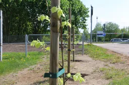Nauja alėja Alytuje – iš pasaulio alytiškių dovanotų medžių