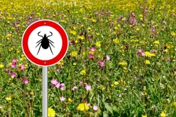 Kai kur Dzūkijoje viršijami erkinio encefalito ir Laimo ligos Lietuvos vidurkiai