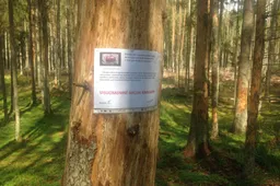 „Kinivarpos“ akcijos rengėjai sužymėjo Punios šile mirštančių medžių židinius