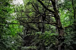 Išvadas dėl Punios šilo ekspertai prašomi ... koreguoti