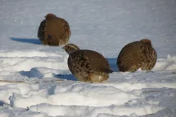 Dzūkijos gamtininkai perspėja: Lietuvoje sparčiai nyksta paukščių populiacijos