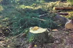 Miške išpjauta ir pavogta per 100 medžių