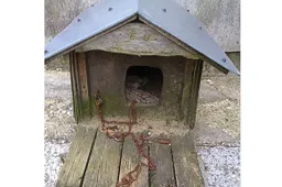 Šventežerio seniūnijoje išgelbėtas šuo sveiksta