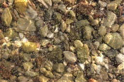 Maudynėms Dusioje ir Metelyje artimiausiomis dienomis trukdys besidauginantys dumbliai