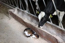 Pinigai už gaisro padarytą žalą – sumokėti