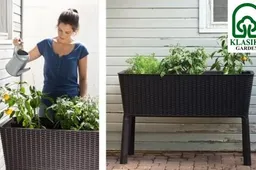 Pakeltos lysvės bei patarimai, kaip tinkamai šias paruošti apsodinimui