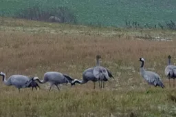 Į Žuvintą grįžta paukščiai, jau būbsi ir didysis baublys