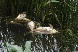 Nemune – negyvos žuvys, baltarusiai kelia įvairias upės taršos versijas