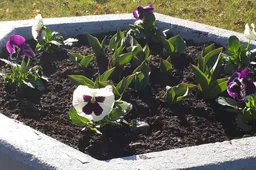 Alytaus rajono seniūnijos jau puošiasi gėlėmis