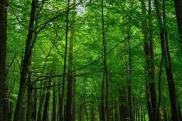 Palaikymas Punios šilui – ir iš prezidento V. Adamkaus