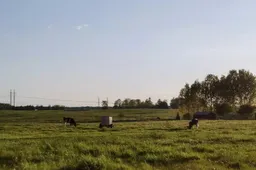 Ūkininkai iš Alytaus gaisro paveiktų teritorijų pirkti gyvulių kol kas neskuba