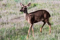 Alytiškiams žinomas ministras savavališkai įteisino brutalia vadinamą medžioklę