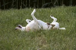 5 sportiškiausios šunų veislės pagal kinologus