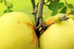 Obuolių derlius - beveik rekordinis: supirkimo kainos - krito, sulčių spaudimas - brango