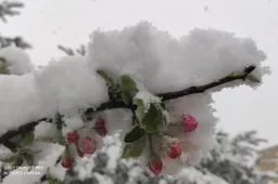 Šiemet derliumi rizikuojantys Luksnėnų sodai vyriausybės žadėtų kompensacijų dėl pernykščių nuostolių dar negavo