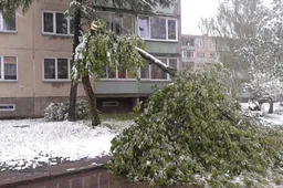 Trumpam grįžusi žiema žalos pridarė ir Alytuje