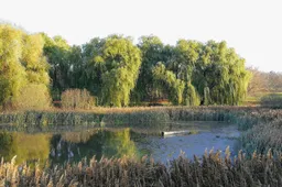 Aplinkos agentūra: „Alytaus telkiniai – netoksiški, pavojingos medžiagos vandenyje neviršija normų“