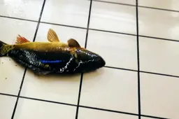 Neliks žuvies, parduodamos akvariumuose